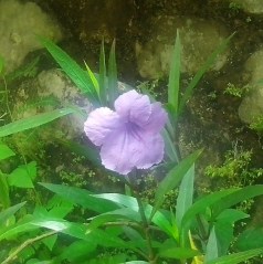 FLOWERS in my garden, Oct '13, violet