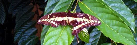 Butterfly w damaged wing on leaf, cropped wide