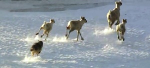 Wolf Hunting Caribou on snow